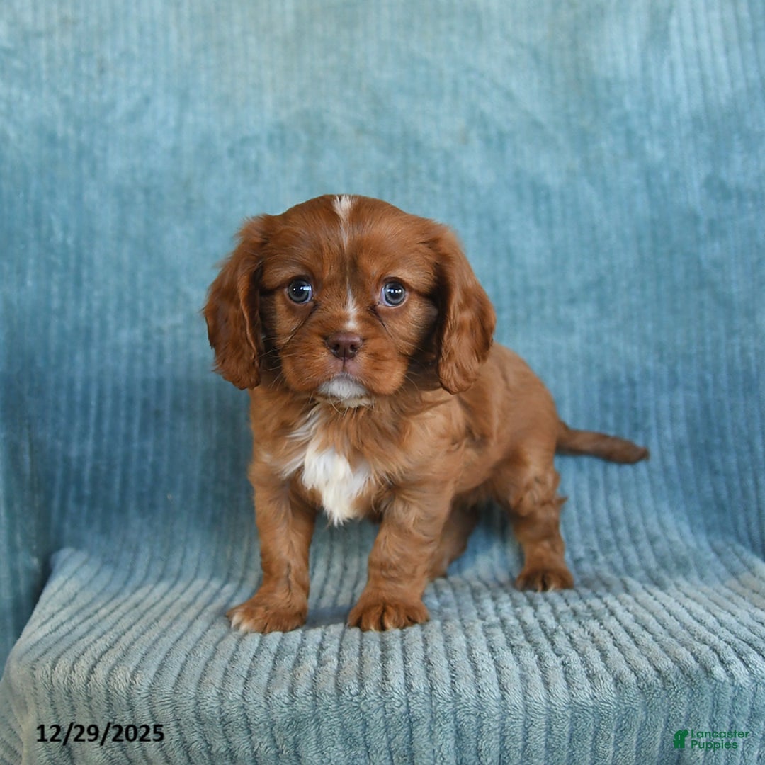 Cavalier King Charles Spaniel dogs for sale: Champ   - Ad 3