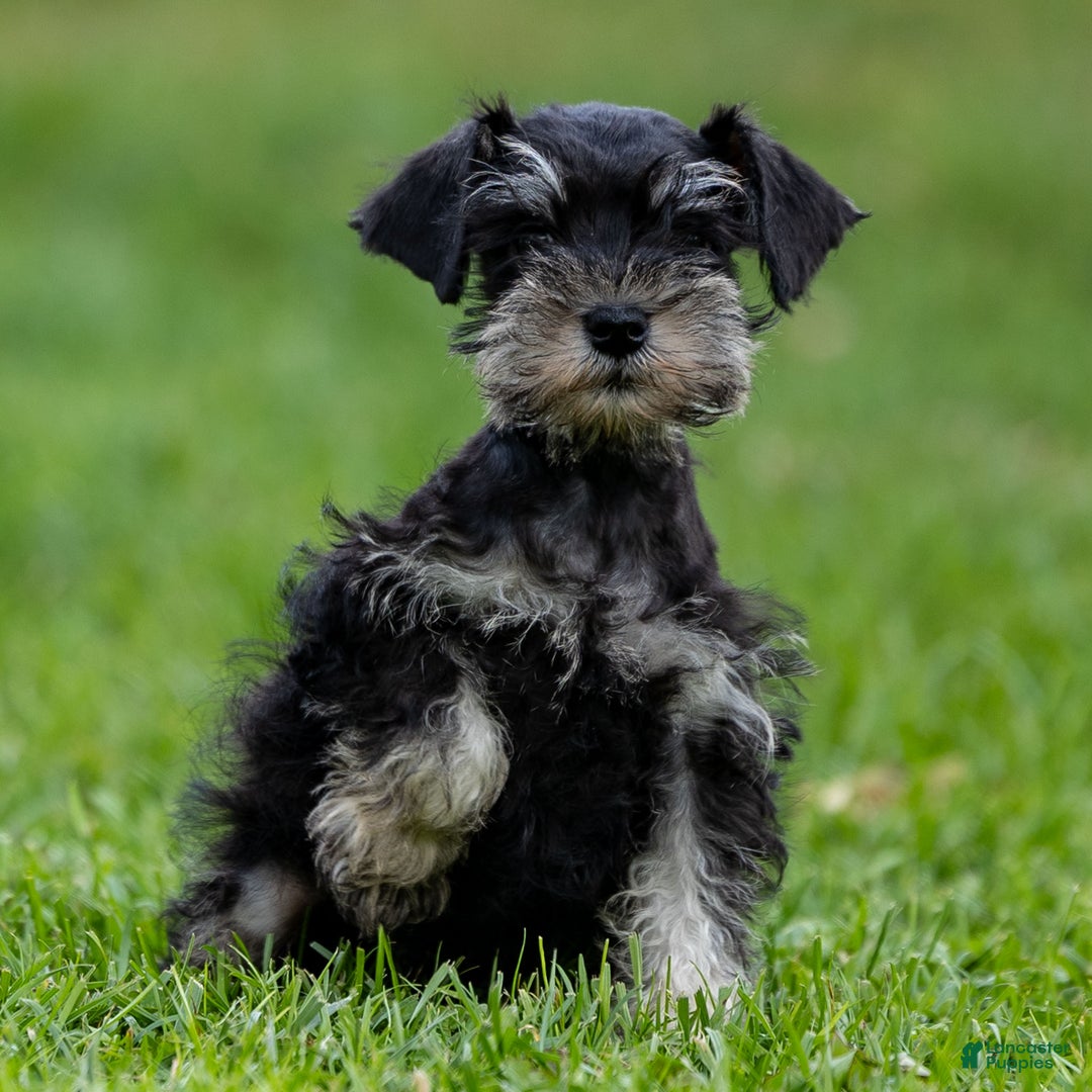 Miniature Schnauzer dogs for sale: Storm - Ad 2
