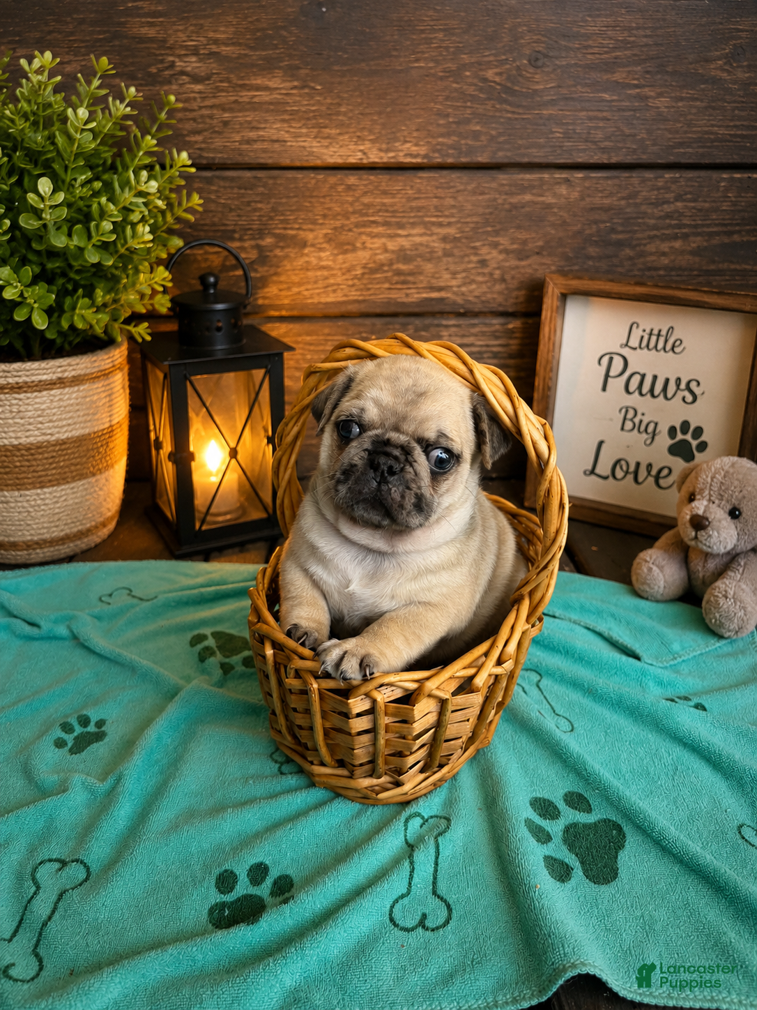 Pug dogs Pug Puppy 1 Canelo  - Ad 1