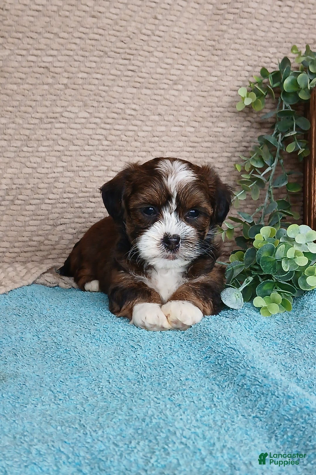 Havanese dogs for sale: Pearl  - Ad 3