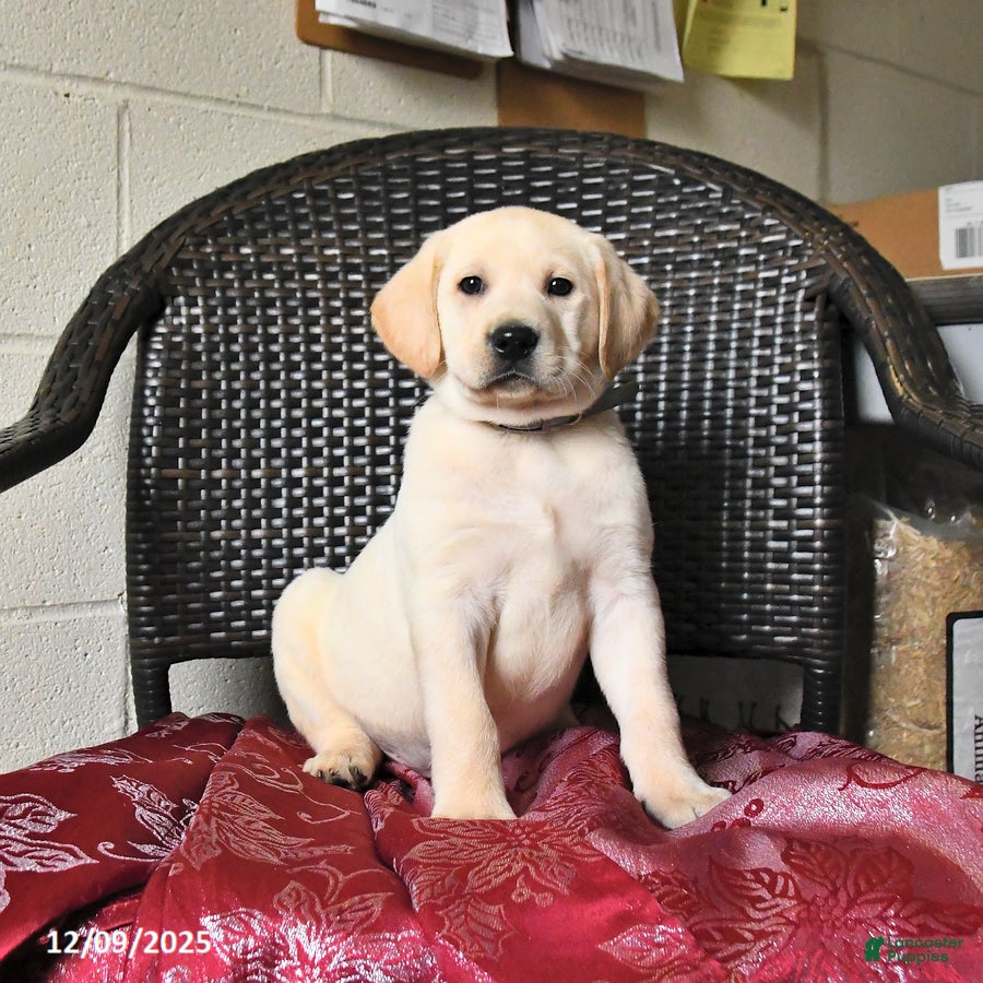 Labrador Retriever dogs Buster  - Ad 27