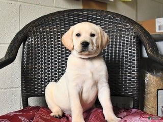 Labrador Retriever dogs Buster - Ad 4