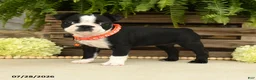Boston Terrier dogs for sale: Torrie - Ad 3