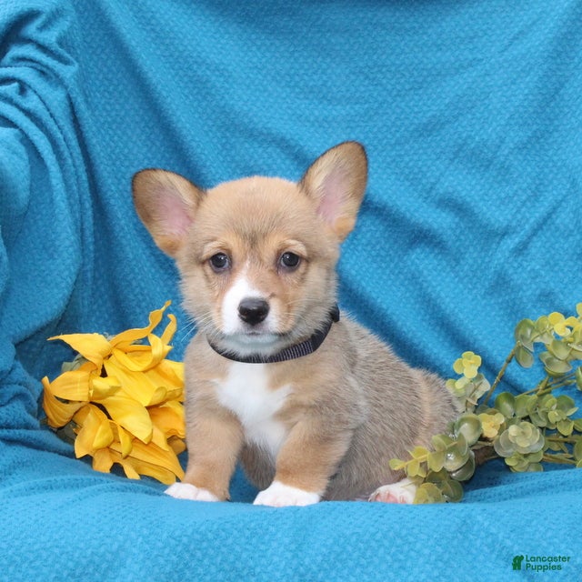 Welsh Corgi Pembroke dogs Cocoa - Ad 1