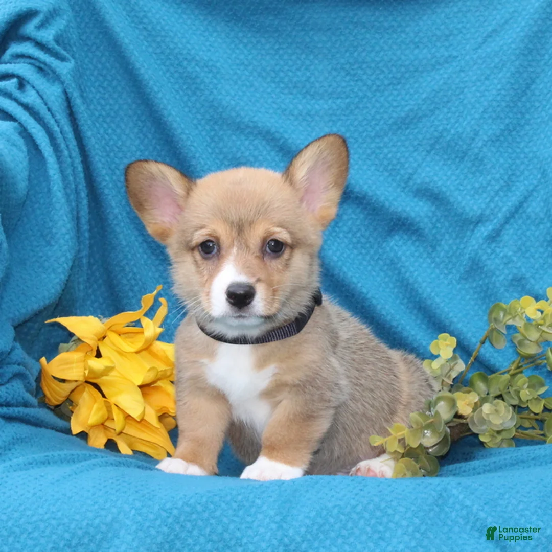 Welsh Corgi Pembroke dogs for sale: Cocoa - Ad 1