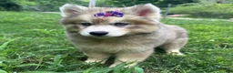 Siberian Husky dogs for sale: RISA - Ad 11