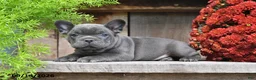 Frenchton dogs for sale: Remi - Ad 5