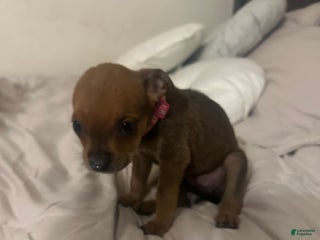 Mixed Breed dogs Mixed Breed Puppy 5 - Ad 37