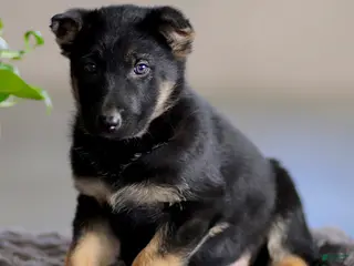 German Shepherd dogs for sale: Geoffrey - Ad 4