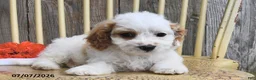 Cavapoo dogs for sale: Prince    - Ad 4