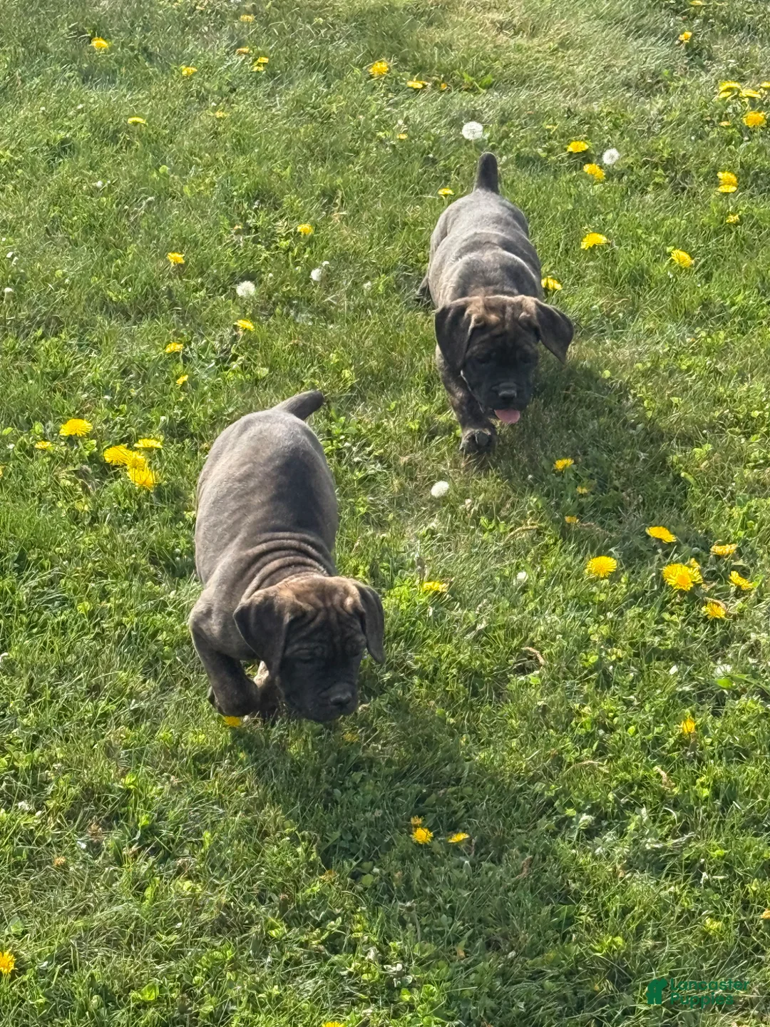 Cane Corso dogs for sale: Cane Corso Puppy 8 - Ad 9