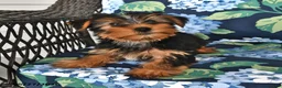 Yorkshire Terrier dogs for sale: Tommy - Ad 5