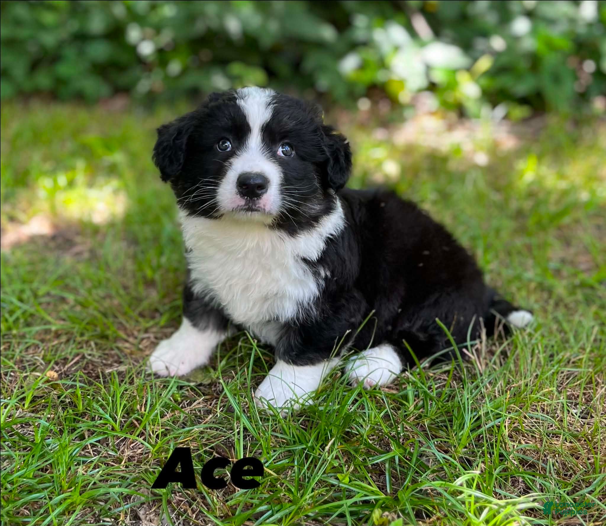 Welsh Corgi Cardigan dogs Ace FLUFFY - Ad 1