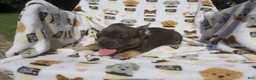 French Bulldog dogs for sale: French Bulldog 4 - Ad 5