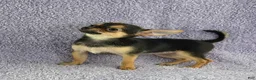 Chihuahua dogs for sale: Zoey - Ad 6