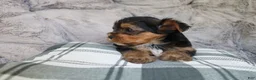 Yorkshire Terrier dogs for sale: Maggie - Ad 3