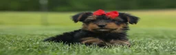 Yorkshire Terrier dogs for sale:  Benji  💛🐾 - Ad 10