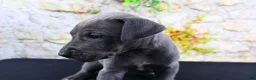 Great Dane dogs for sale: Blue - Ad 17