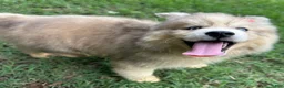 Siberian Husky dogs for sale: ROMANiA - Ad 26
