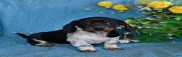 Miniature Dachshund dogs for sale: Pansy - Ad 1