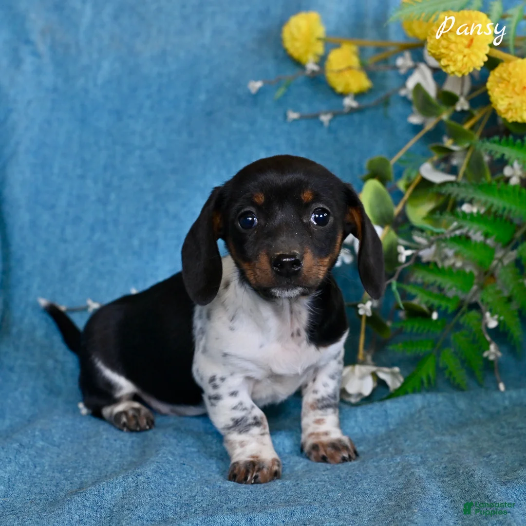 Miniature Dachshund dogs for sale: Pansy - Ad 1
