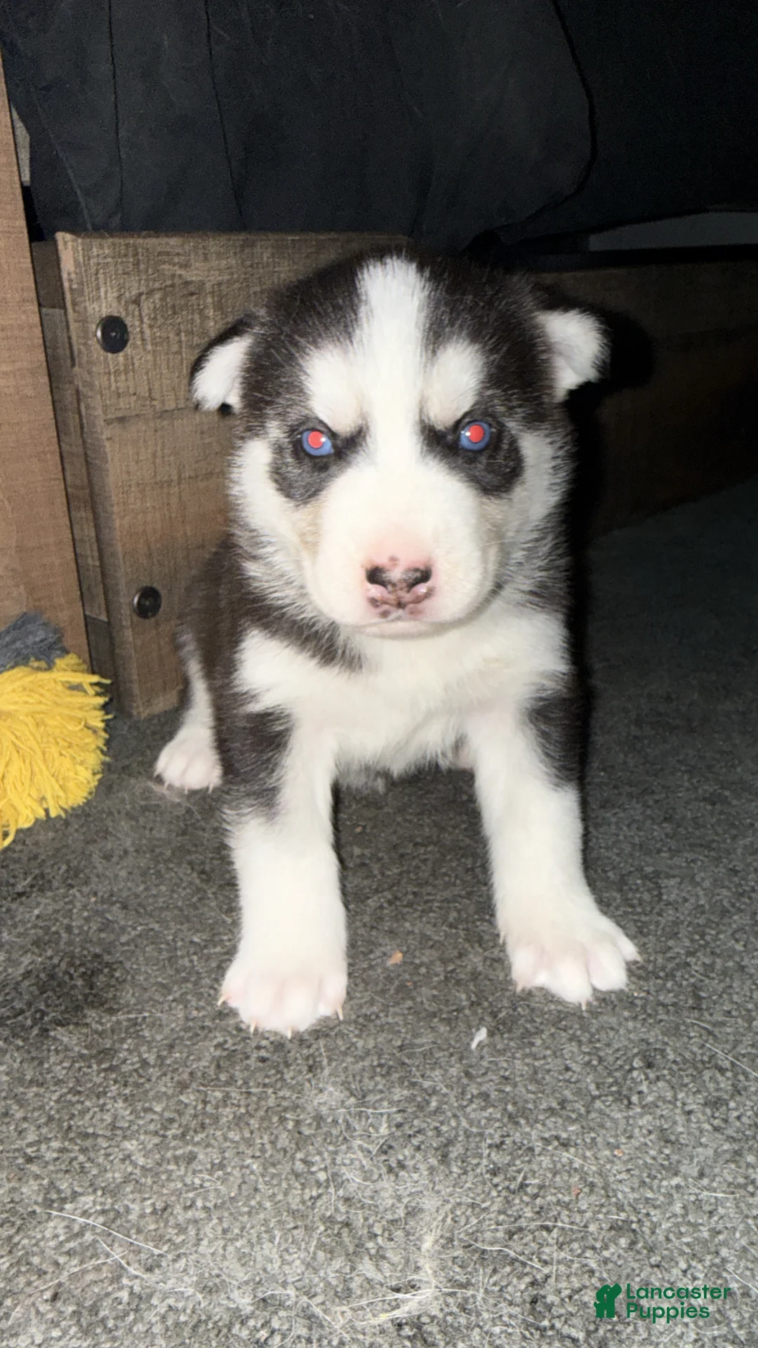 Siberian Husky dogs for sale: Theo - Ad 13