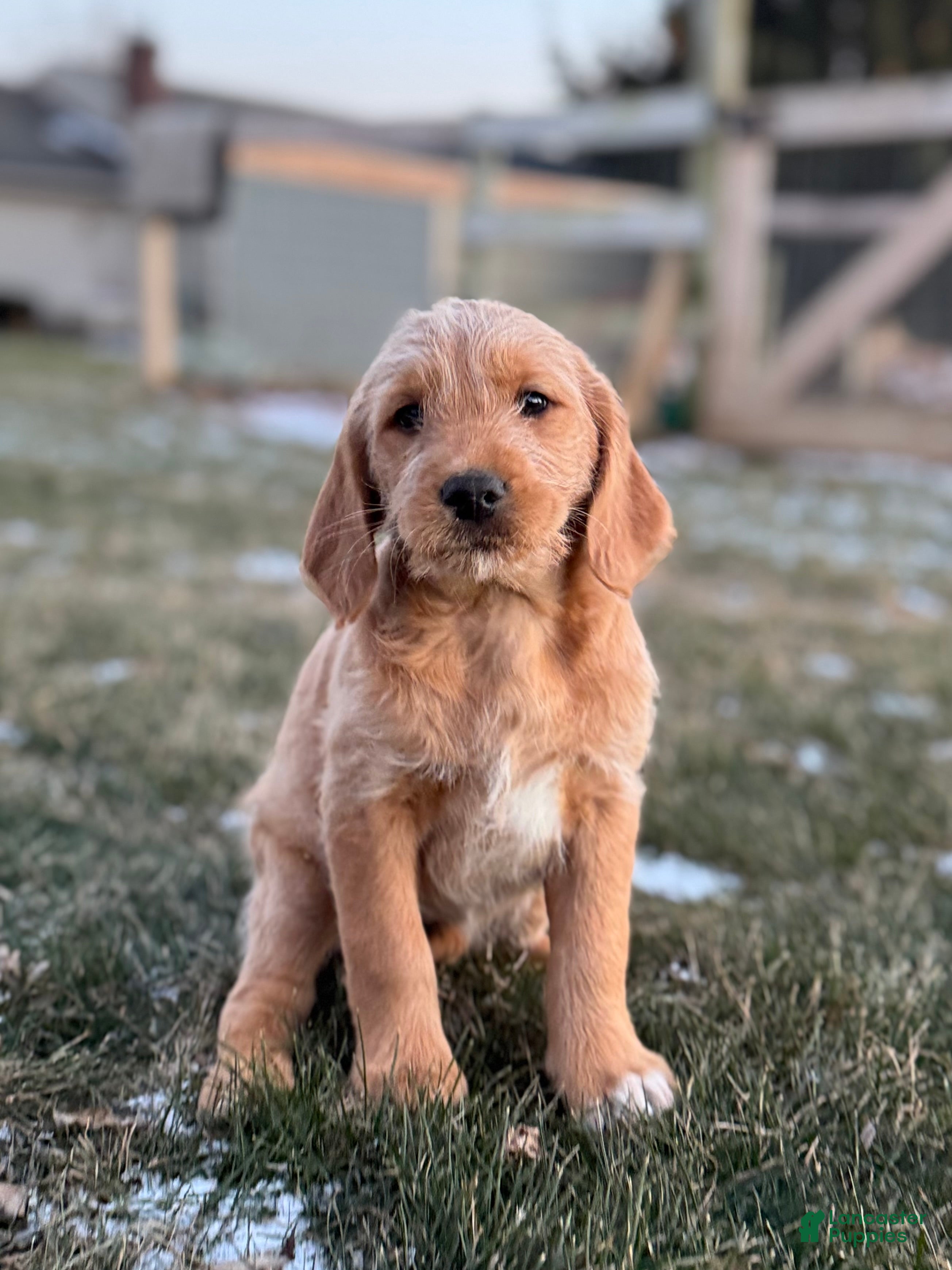 Mixed Breed dogs Casey - Ad 19