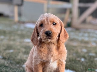 Mixed Breed dogs Casey - Ad 22