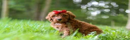 Standard Poodle dogs for sale: Bailey - Ad 4