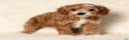 Cockapoo dogs for sale: Nicolas - Ad 9