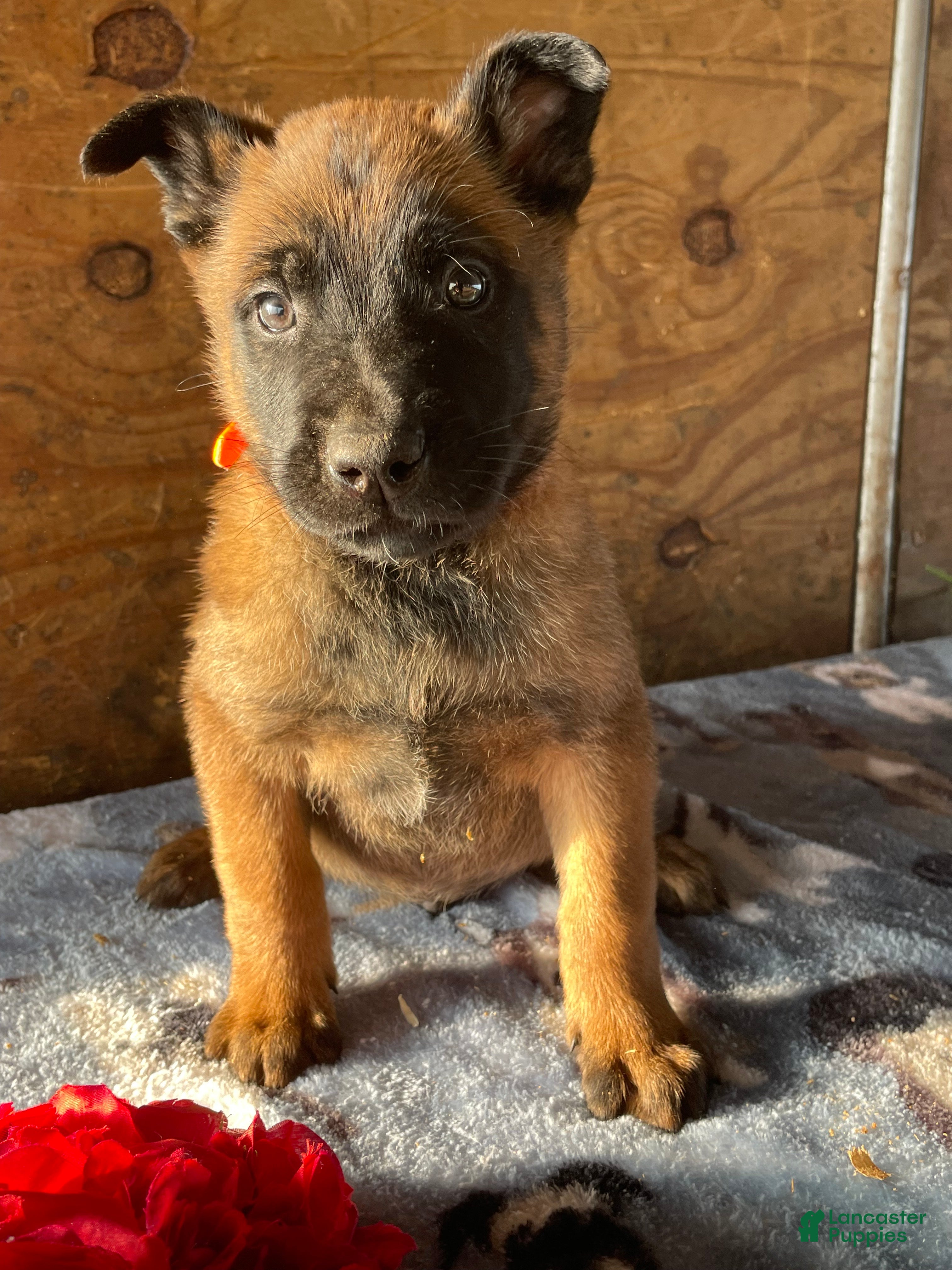 Belgian Malinois dogs Axel - Ad 41