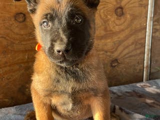 Belgian Malinois dogs Axel - Ad 32