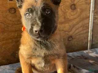 Belgian Malinois dogs Axel - Ad 27