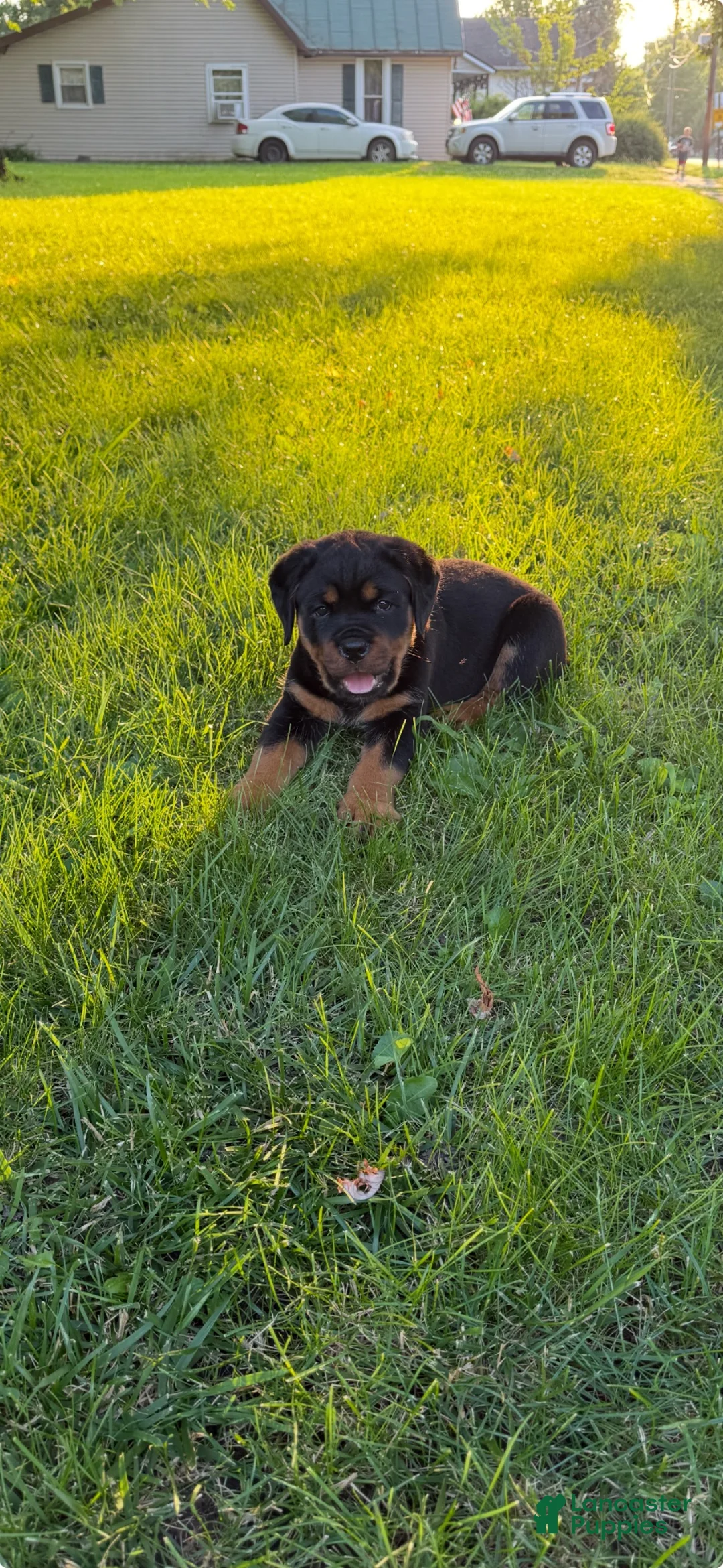 Rottweiler dogs for sale: Rottweiler 2 - Ad 2