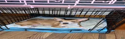 Chihuahua dogs for sale: Zina - Ad 5