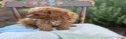 Toy Poodle dogs for sale: Blaze - Ad 3