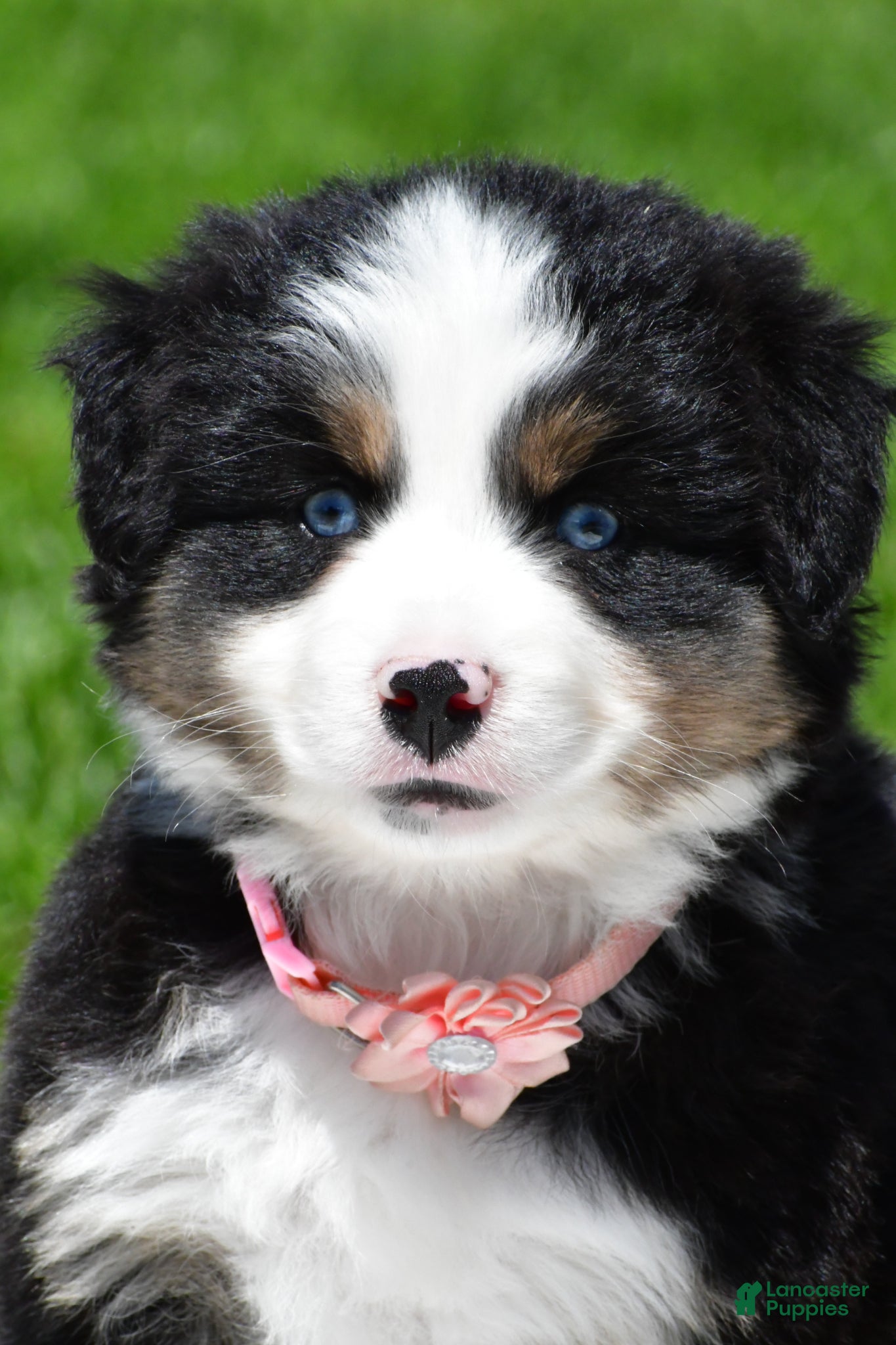 Miniature Australian Shepherd dogs for sale: Connie - Ad 1