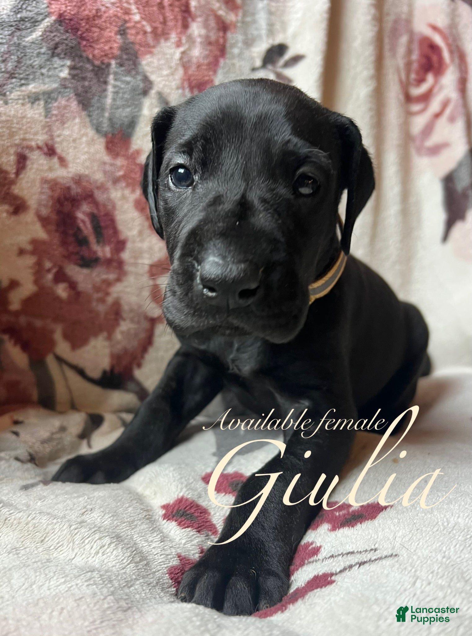 Great Dane dogs Giulia - Ad 31