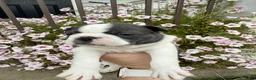 Boston Terrier dogs for sale: Boston Terrier 3 (Xena) - Ad 6