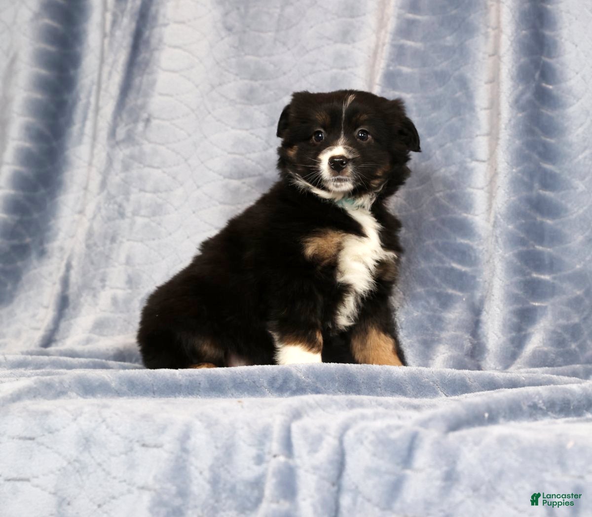 Miniature Australian Shepherd dogs Ernie - Ad 1