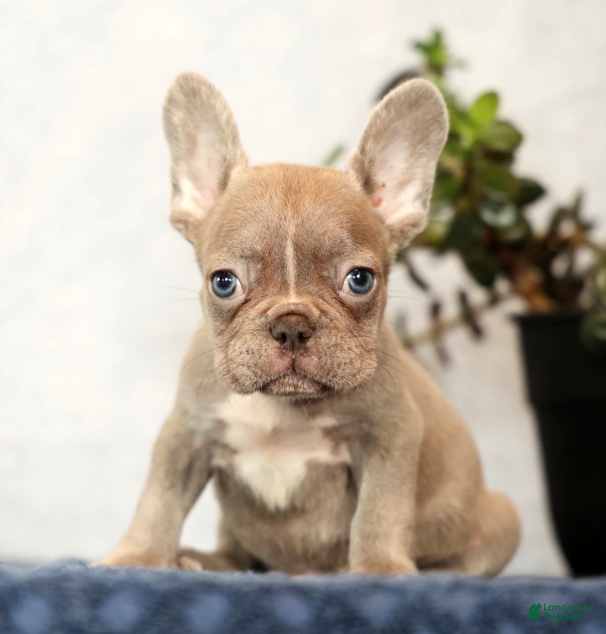 French Bulldog dogs Wendall - Ad 1