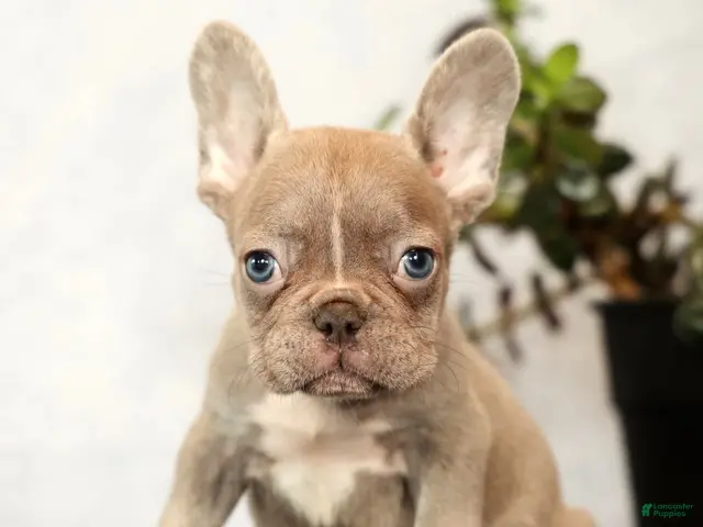 French Bulldog dogs for sale: Wendall - Ad 2