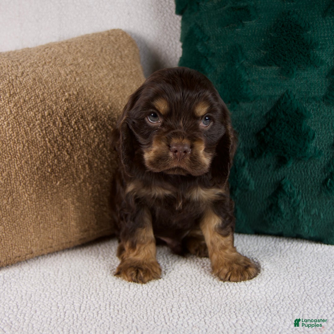 Cocker Spaniel dogs for sale: Rusty - Ad 3