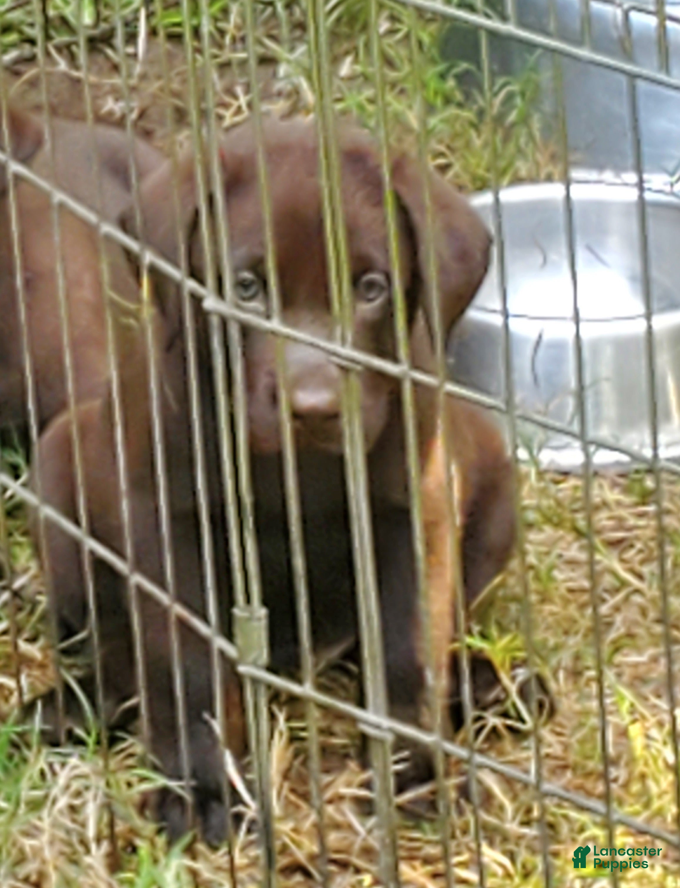 Labrador Retriever dogs Hershey - Ad 35