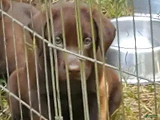 Labrador Retriever dogs Hershey - Ad 35