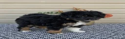 Mini Aussiedoodle dogs for sale: Parker - Ad 6