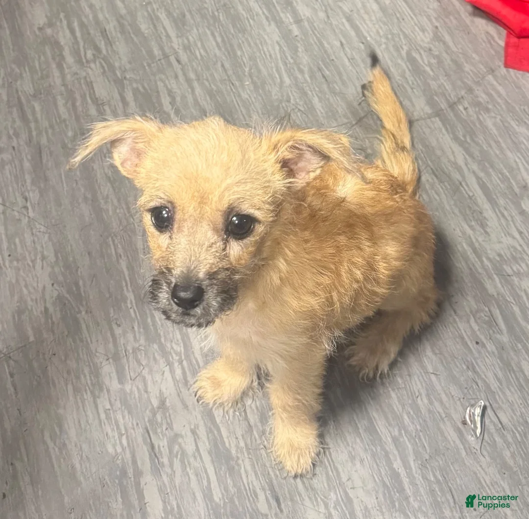 Mixed Breed dogs for sale: Mixed Breed 4 - Ad 2