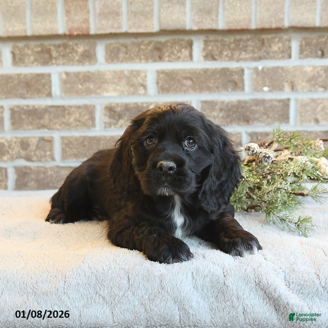 Cocker Spaniel dogs for sale: Shadow - Ad 3