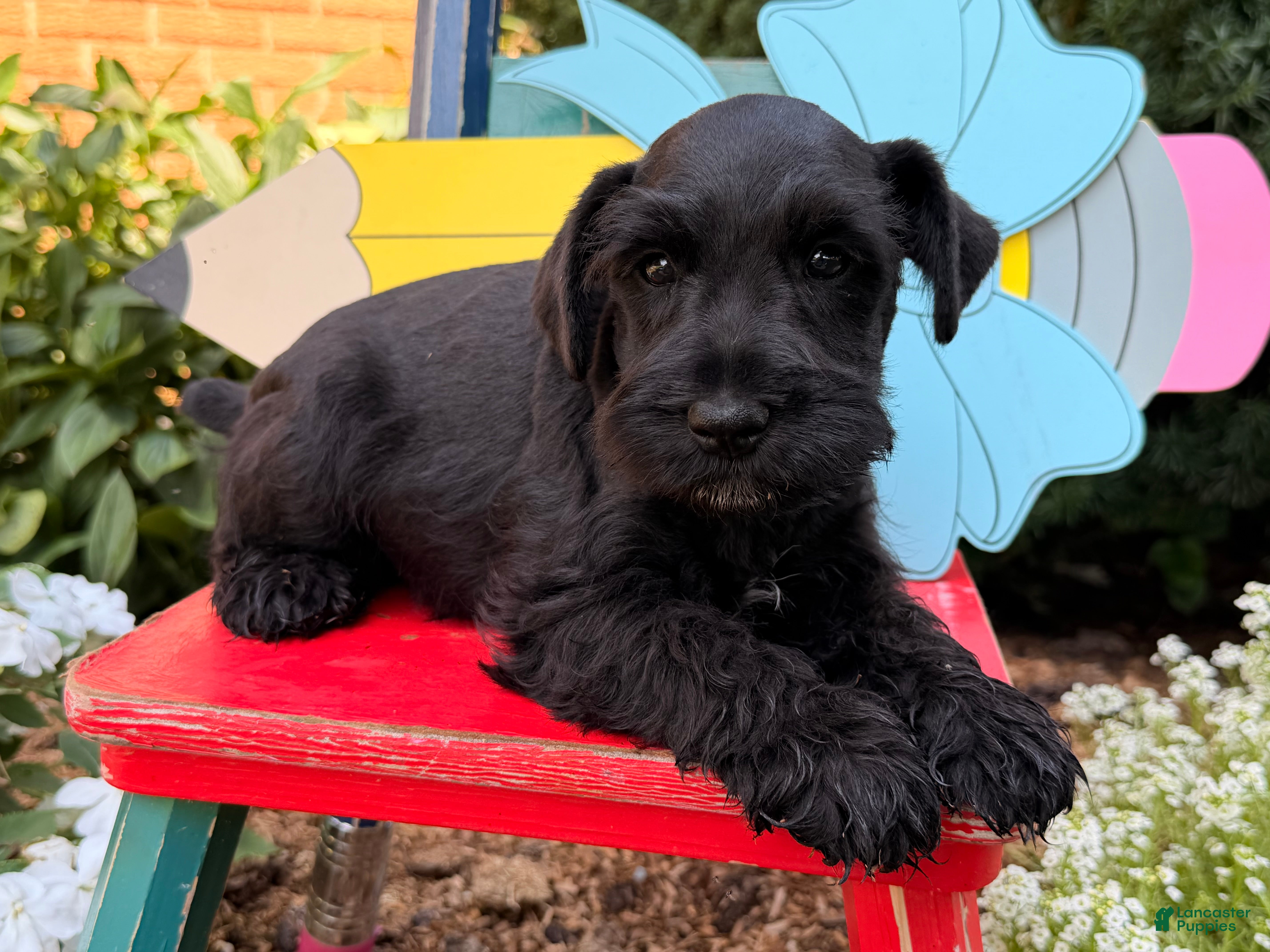 Miniature Schnauzer dogs Marley - Ad 2
