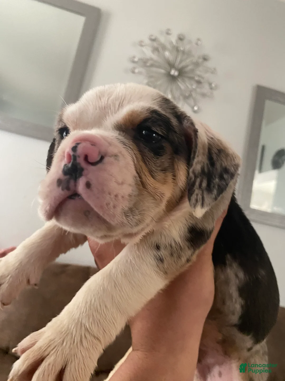 Beabull dogs for sale: Bashful - Ad 1